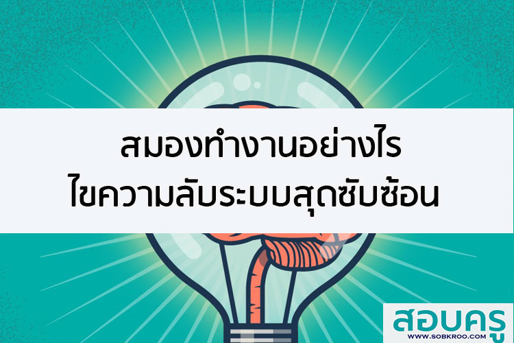 สมองทำงานอย่างไร ไขความลับระบบสุดซับซ้อน