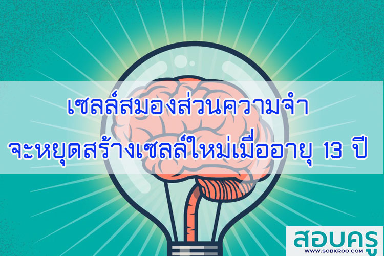 เซลล์สมองส่วนความจำจะหยุดสร้างเซลล์ใหม่เมื่อคนเราอายุ 13 ปี